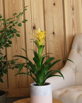 نبتة الجوزمانيا